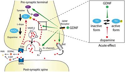 Glial Cell Line-Derived Neurotrophic Factor Gene Delivery in Parkinson's Disease: A Delicate Balance between Neuroprotection, Trophic Effects, and Unwanted Compensatory Mechanisms